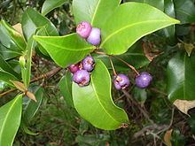 Syzygium oleosum Syzygium oleosum Wikipedia