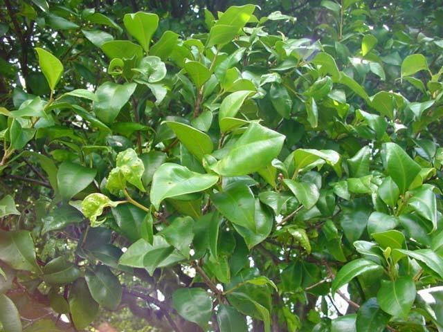 Syzygium oleosum GardensOnline Syzygium oleosum