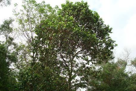 Syzygium polyanthum Syzygium polyanthum