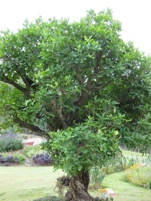 Syzygium polyanthum Syzygium polyanthum Useful Tropical Plants