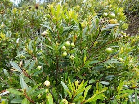 Syzygium pondoense Threatened Species Programme SANBI Red List of South African Plants