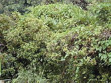 Syzygium sandwicense httpsuploadwikimediaorgwikipediacommonsthu