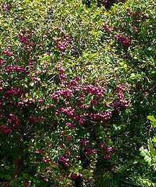 Syzygium smithii Syzygium smithii Wikipedia