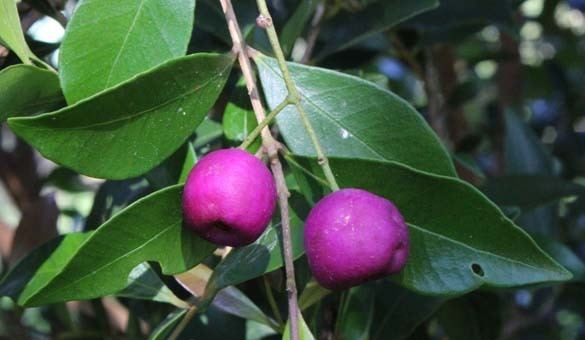 Syzygium smithii Toowoomba Plants COMMON LILLYPILLY