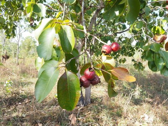 Syzygium suborbiculare Red bush apple Bininj Kunwok Names for Plants and Animals