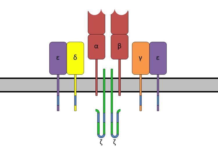 T-cell receptor
