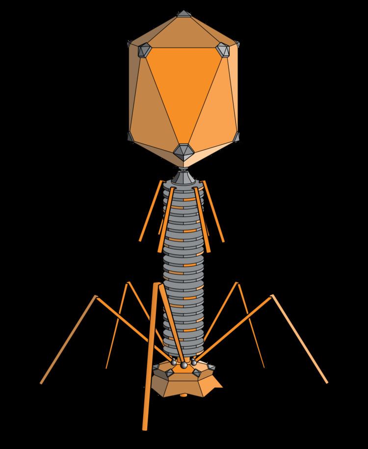 T-even bacteriophages