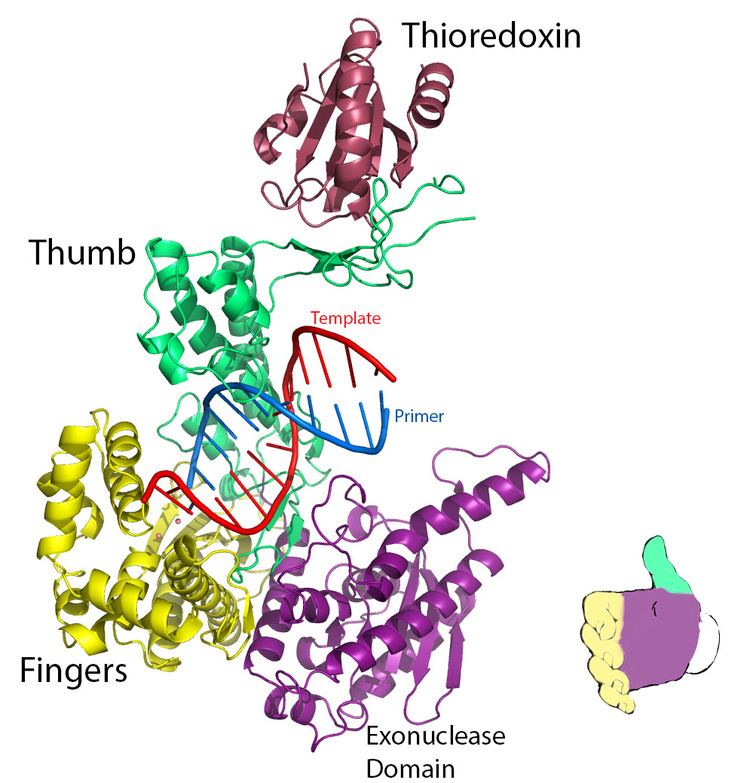 T7 DNA polymerase