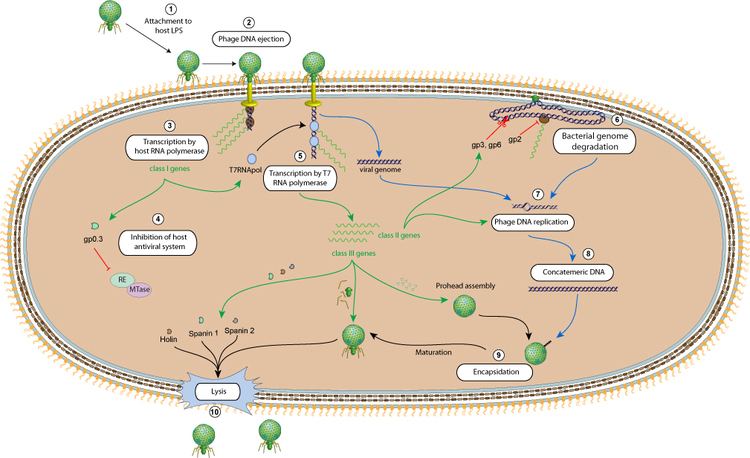 T7 phage ViralZone T7 cycle