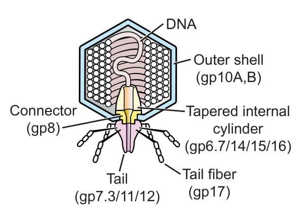 T7 phage The structure of bacteriophage T7 91124 The internal tapered