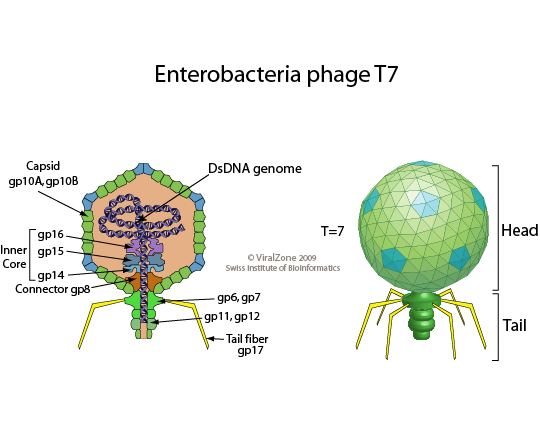 T7 phage educationexpasyorgimagesT7likevirusvirionjpg