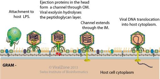 T7 phage ViralZone T7 cycle