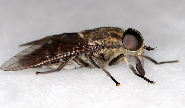 Tabanus bovinus Panoramio Photo of Horse fly Tabanus bovinus