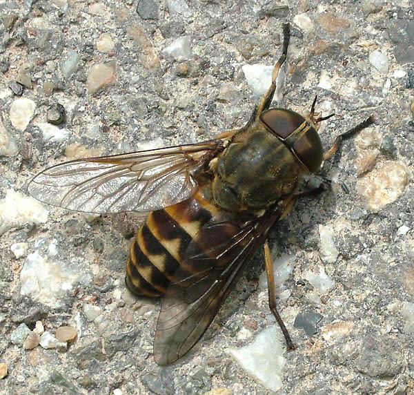 Tabanus bovinus Dipterainfo Discussion Forum Tabanus bovinus Tabanidae