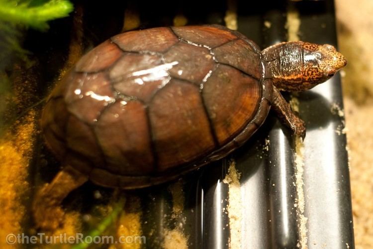 Tabasco mud turtle Species Galleries theTurtleRoomtheTurtleRoom