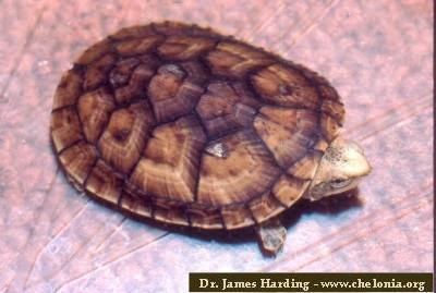 Tabasco mud turtle World Chelonian Trust Kinosternon Gallery