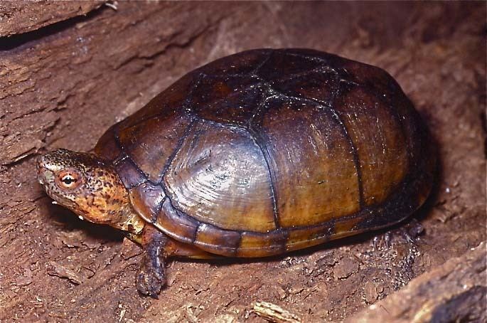 Tabasco mud turtle Tortoise and Freshwater Turtle Specialist Group