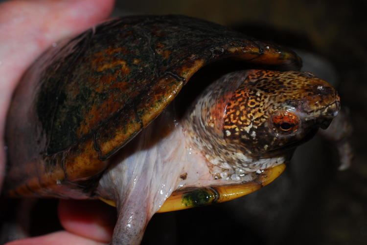 Tabasco mud turtle 