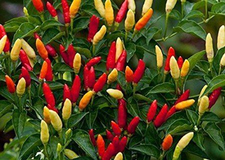 Tabasco pepper Amazoncom Hot Red Tabasco Pepper 20 Seeds Vegetable Plants