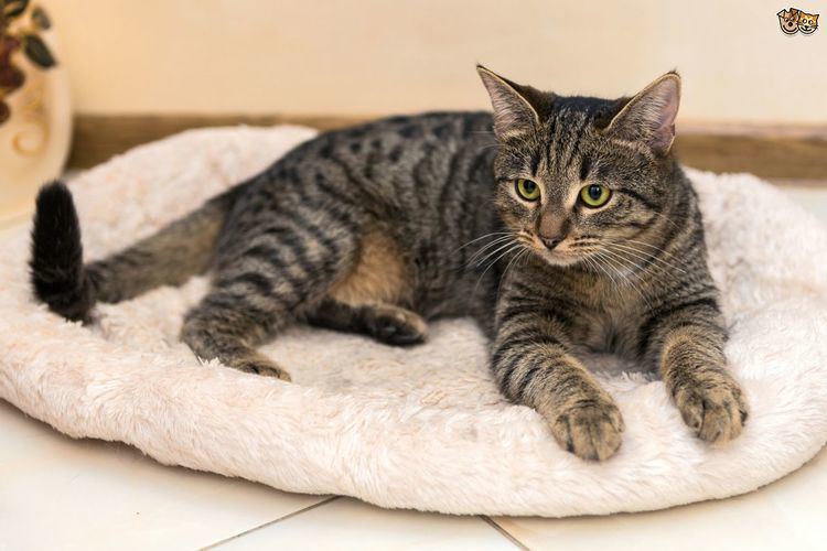 Tabby cat Tabby cat colour and pattern genetics Pets4Homes