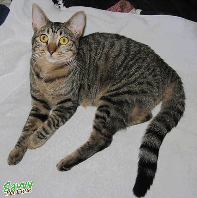 Tabby cat The Glorious Tabby Cat Personality Pattern History Savvy Pet Care