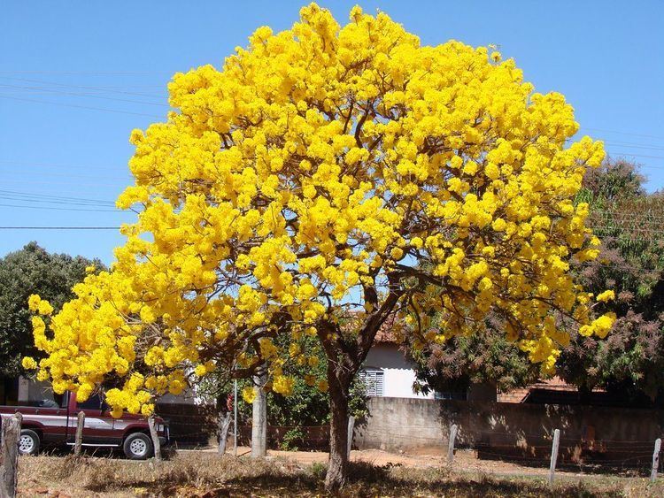 Tabebuia aurea 1000 images about Tabebuia on Pinterest Trumpet Pink trees and Trees