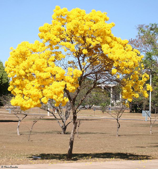 Tabebuia Tabebuia Chrysotricha Seeds Golden Trumpet Tree