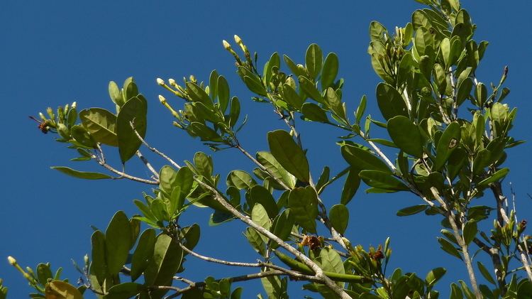 Tabebuia cassinoides Tabebuia cassinoides Atlantic Forest Bahia Brazil