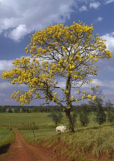 Tabebuia chrysantha httpsuploadwikimediaorgwikipediacommonsthu