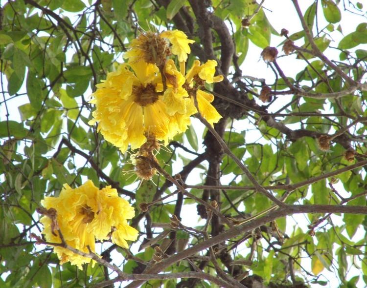 Tabebuia ochracea Smithsonian Tropical Research InstituteTabebuia ochracea