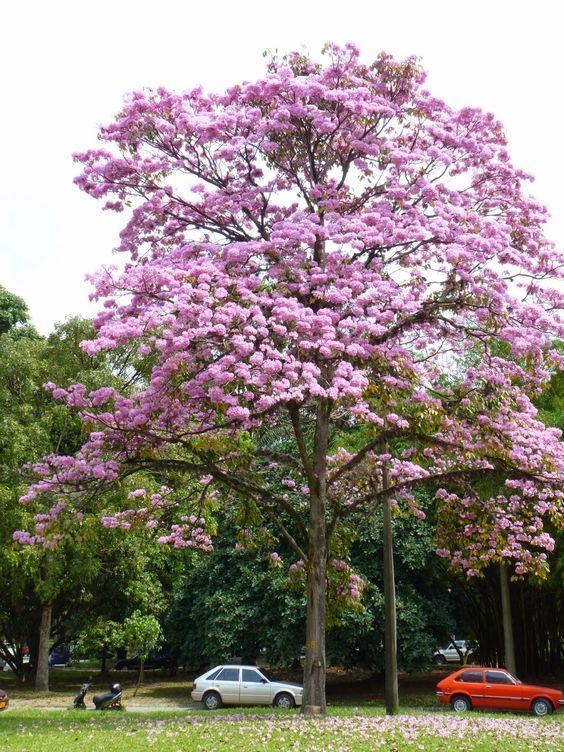 Tabebuia rosea Tabebuia rosea arbol hermoso Medelln Colombia arboretum
