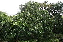 Tabernaemontana cerifera httpsuploadwikimediaorgwikipediacommonsthu