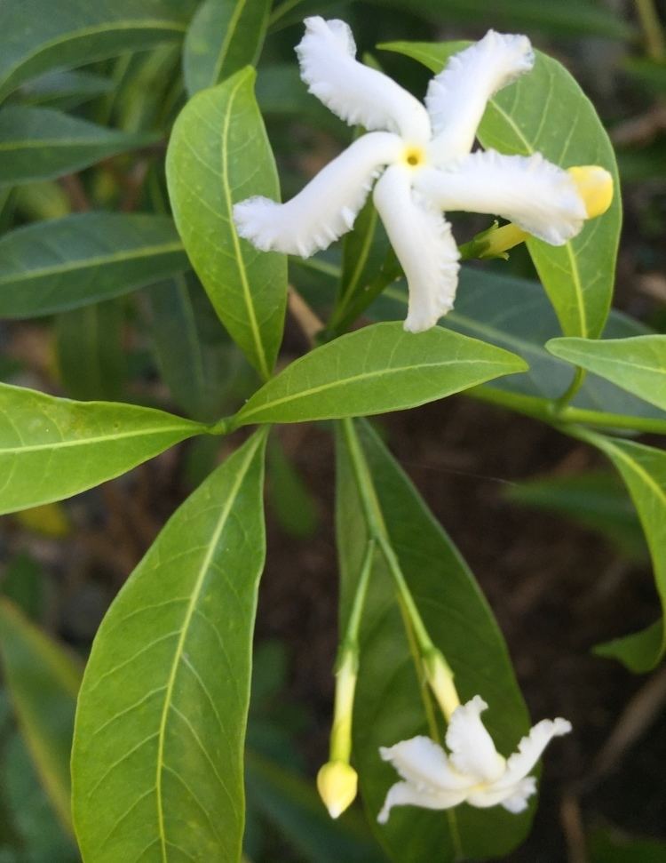 Tabernaemontana pandacaqui Tabernaemontana pandacaqui Banana Bush plant Herbalistics