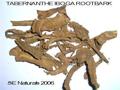 Tabernanthe iboga Tabernanthe Iboga Rootbark Shamanic Extracts