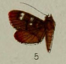 Tabidia truncatalis