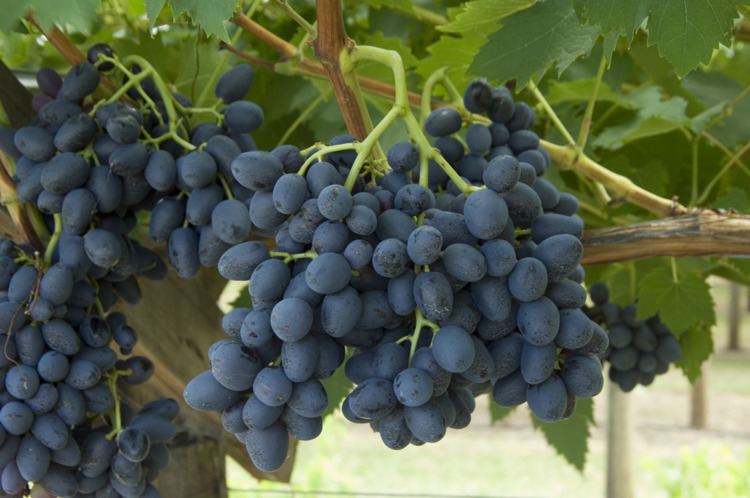 Table grape Minimum standards of maturity for table grapes in Western Australia