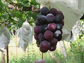 Table grape Table grape Wikipedia