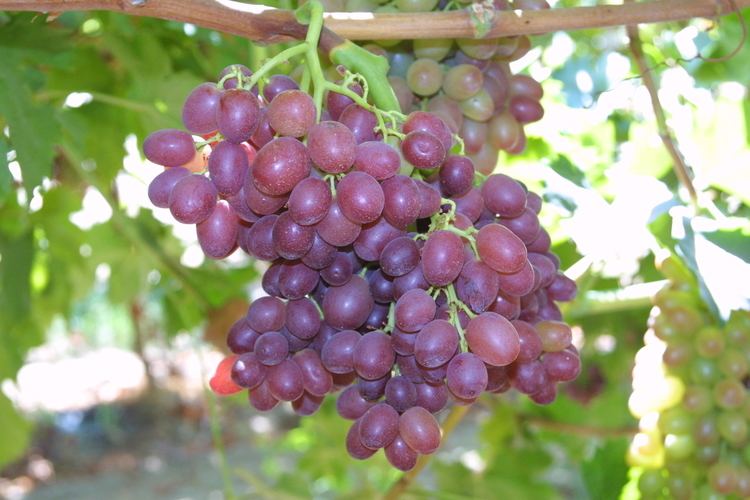 Table grape Table Grape Cultural Practices Database Kern