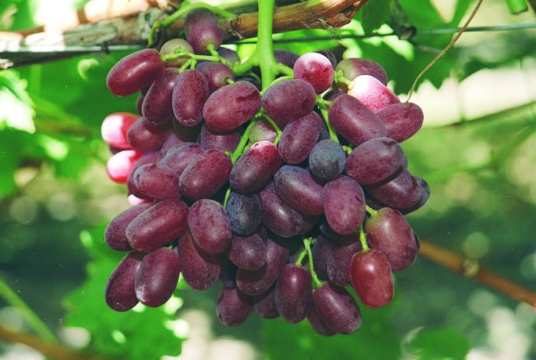 Table grape Minimum standards of maturity for table grapes in Western Australia