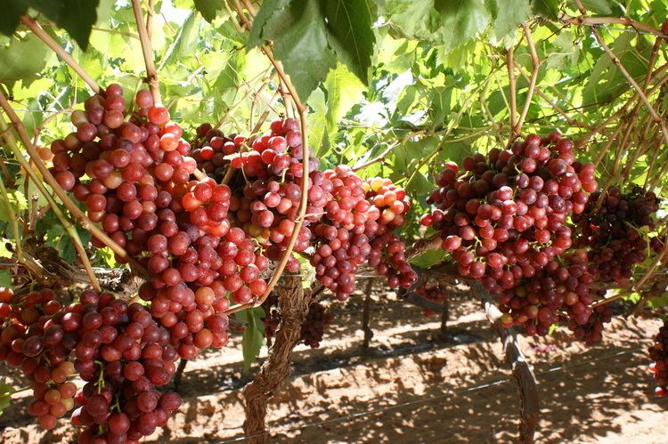 Table grape Mexico Grapes Visalia Produce