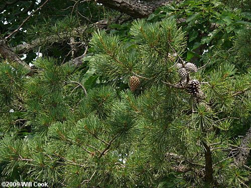 Table mountain pine Pinus