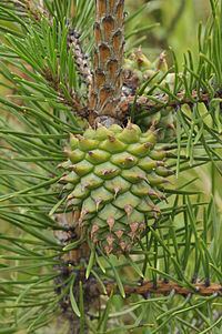 Table mountain pine httpsuploadwikimediaorgwikipediacommonsthu