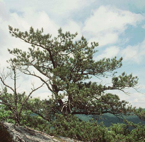 Table mountain pine Table Mountain Pine