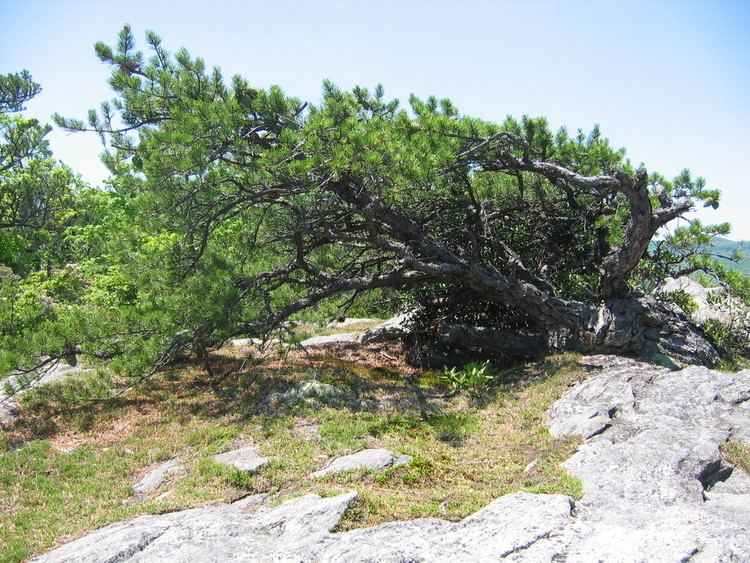 Table mountain pine Table Mountain Pine Photos Diagrams Topos SummitPost