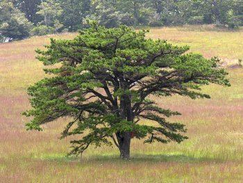 Table mountain pine Mountain Pine Pinus pungens