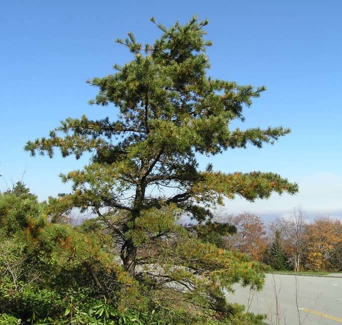 Table mountain pine Pinus pungens Table Mountain pine description The Gymnosperm