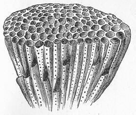 Tabulata FileTabulata Favositesjpg Wikimedia Commons