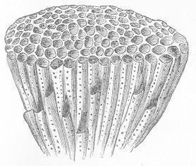 Tabulata Fossils Geology 1102 with Heckert at Appalachian State StudyBlue