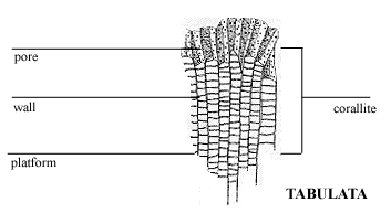 Tabulata TABULATA