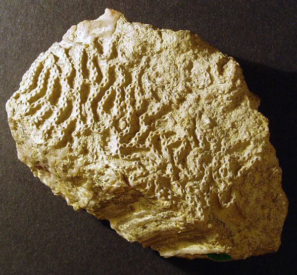 Tabulata Tabulata Anthozoa Fossil Groups SciComms 0405 Earth Sciences